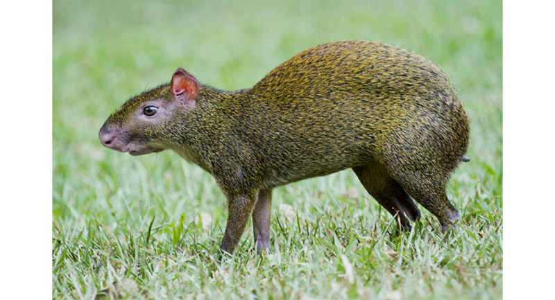 Agouti. Our hero. This squirrel like rodent distributes the nuts around the virgin forest where they turn into magnificent trees...