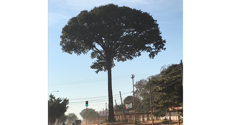 Like this one pictured in Riberalta, Bolivia. World hub of Brazil nut processing.